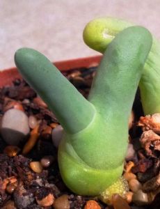 Mesembryanthemum digitatum