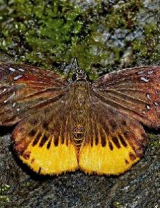 Mooreana trichoneura