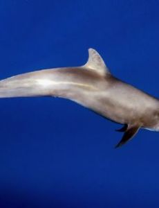 Melon-headed whale