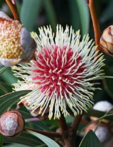 Hakea