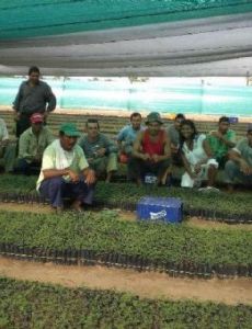 Reforestation