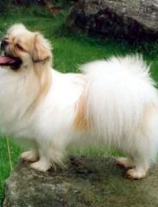 Tibetan spaniel