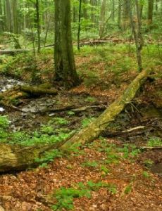 Ancient and Primeval Beech Forests of the Carpathians and Other Regions of Europe