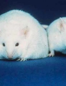 Ob/ob mouse