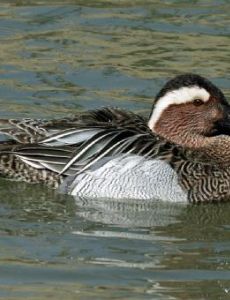 Garganey
