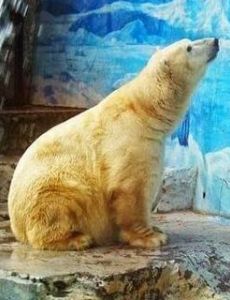 Arturo (polar bear)
