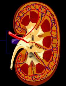 Nephrology