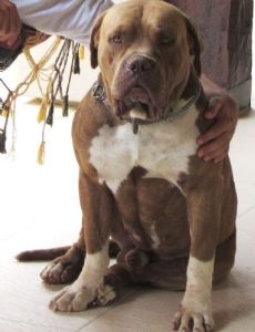 Brazilian Bullmastiff