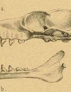 List of Taxa named by George Edward Dobson - FamousFix List