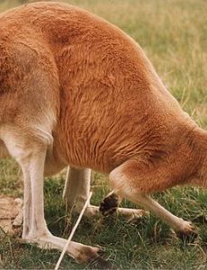 Grazing
