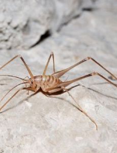 Dolichopoda azami