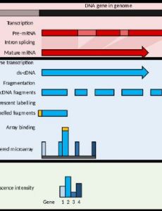 DNA microarray