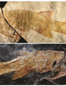 Cipactlichthys