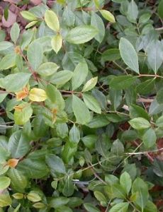 Khat