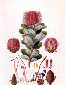 Botanical illustrator