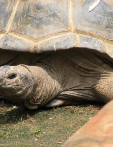Aldabra