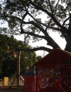 Lam Tsuen wishing trees