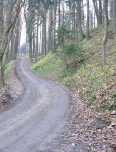 Forest road