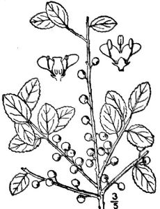Ilex glabra