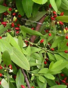 Coca