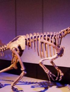 Alxasaurus