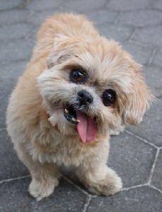 Marnie (dog)
