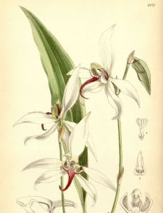 George Thomson (botanist)