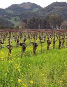 Napa Valley AVA