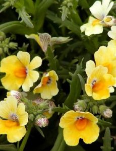 Nemesia (plant)