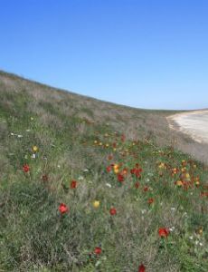 Azov-Syvash National Nature Park