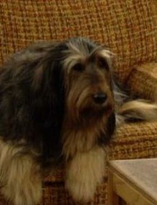 Buck the Dog