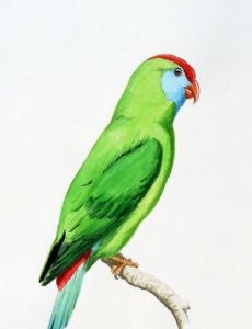 Camiguin hanging parrot