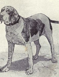 Old Spanish Pointer