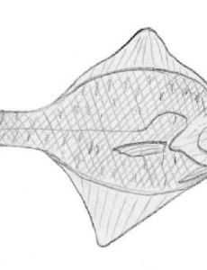 Speckled flounder