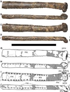 Bathysuchus