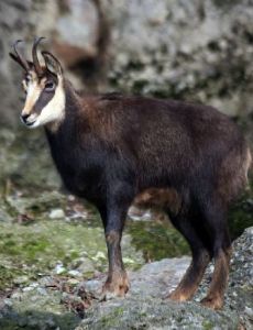 Chamois