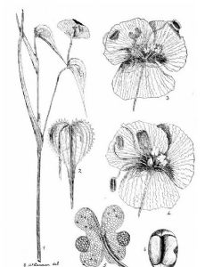 Ethel Irene McLennan