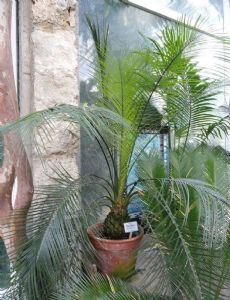 Macrozamia spiralis