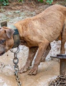 Cruelty to animals