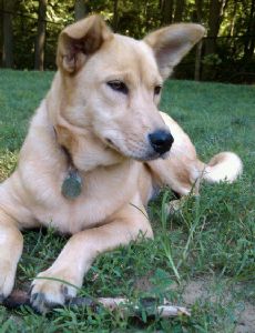 Carolina Dog