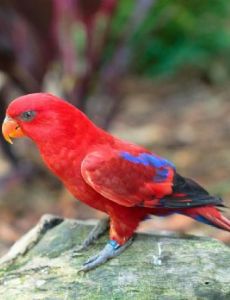 Red lory