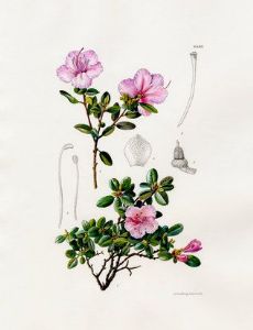 Lilian Snelling