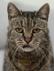 Nutmeg (cat)