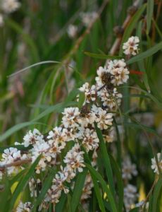 Agonis