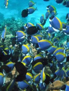 Shoaling and schooling