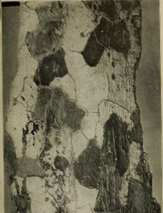 Samuel J. Record