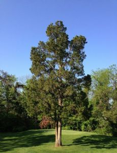Juniperus virginiana