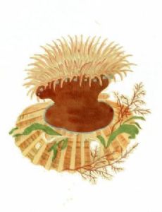 Granny (sea anemone)