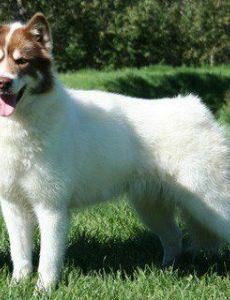 Canadian Eskimo Dog