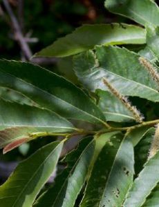 Castanea ozarkensis